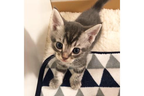 成約済の大阪府のアメリカンショートヘア-6710